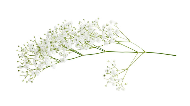 Delicate white gypsophila flower sprig with tiny blossoms and green stems