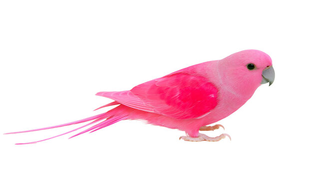 Vibrant pink parakeet with long tail feathers and grey beak