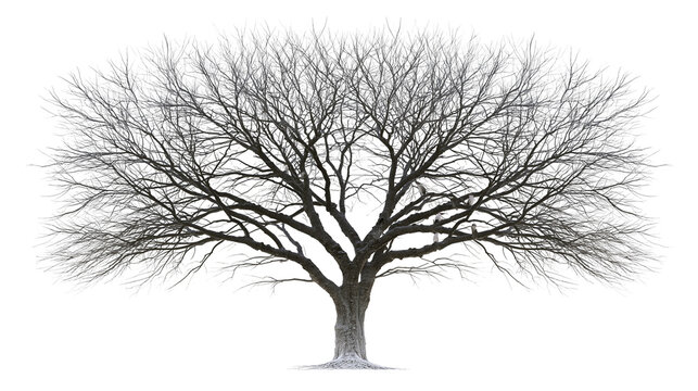 Large deciduous tree with bare branches and textured bark