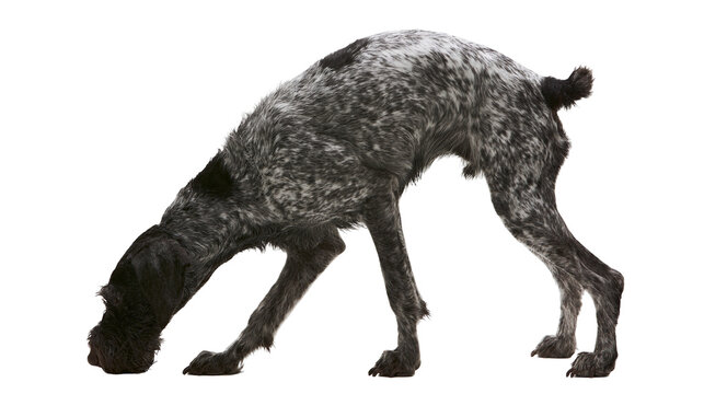 German Wirehaired Pointer dog sniffing the ground with spotted black and white fur