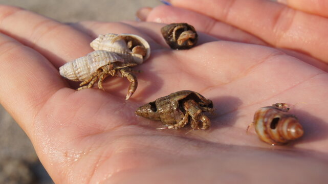 Extreme close-up shot of several tiny hermit crabs in sea shells crawling on an open human hand outdoors. Concept of marine wildlife, summer vacation discoveries, ocean biology, and nature exploration