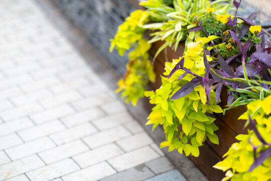 Vibrant Ipomoea batatas, Tradescantia pallida, and Tagetes flourish in a rustic wooden planter under bright natural light, complementing clean, light-colored pavers