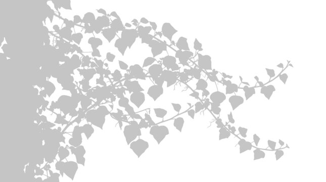 A digital vector illustration depicting a delicate shadow of ivy foliage branches on a wall, isolated on transparent background
