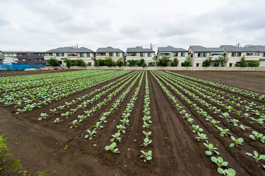 Neat rows of cabbage field extending towards a residential neighborhood