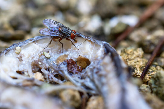 A fly on the remains of a dead snake in south Florida.