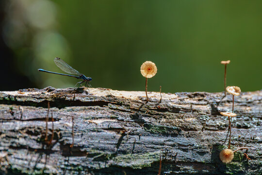 Beautiful fungi on a submerged log at Fisheating Creek, Florida.