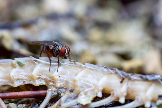 A fly on the remains of a dead snake in south Florida.