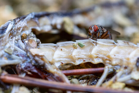 A fly on the remains of a dead snake in south Florida.
