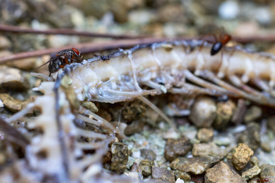 A fly on the remains of a dead snake in south Florida.