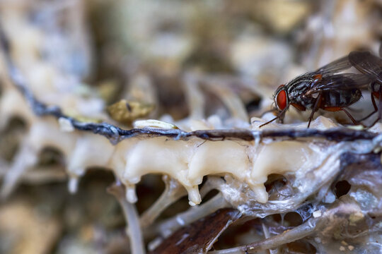 A fly on the remains of a dead snake in south Florida.