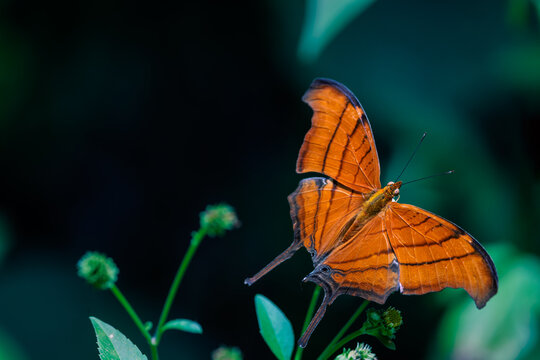 Ruddy daggerwing (Marpesia petreus) butterfly in Fakahatchee Strand Preserve State Park, Florida. Check ID with an expert if accuracy is important to your project.