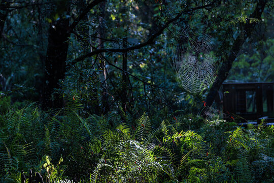 Spider web in the cypress swamps around Fisheating Creek in Florida