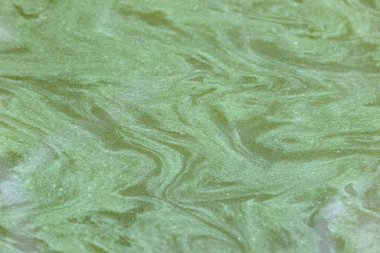 Algal bloom texture on the lake of the East Tram trail at Fakahatchee Strand Preserve State Park in summer 2026.