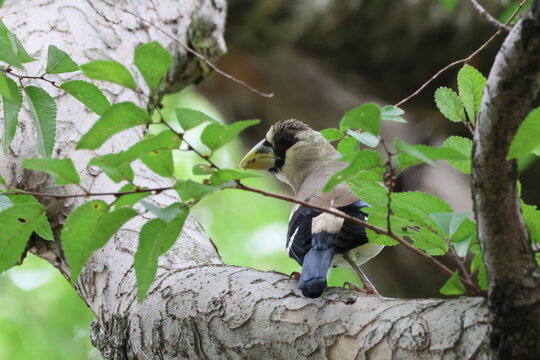 イカルの若鳥