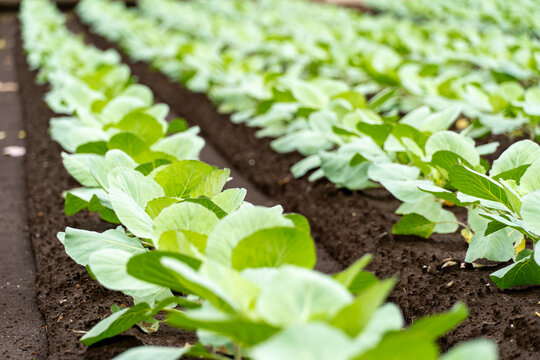 Perspective view of green cabbage seedling rows in a field