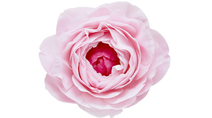 Fototapeta premium Soft pink garden rose flower head with delicate layered petals