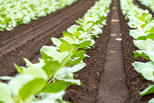 Young cabbage crop rows growing in rich dark farm soil