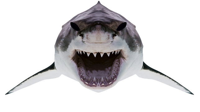 Great white shark head with open mouth showing sharp teeth and dark eyes