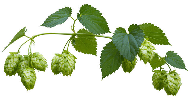 Fresh green hop cones with serrated leaves on a vine branch