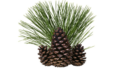 Fototapeta premium Three brown pine cones with long green pine needles