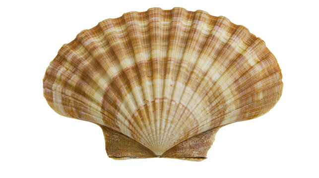 Brown and white striped fan shaped scallop seashell