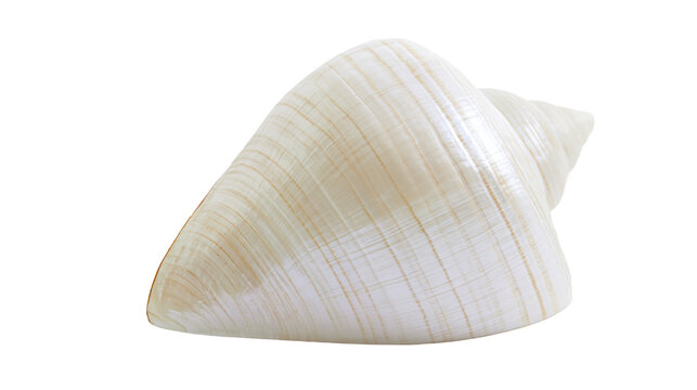 Smooth cream and beige spiral seashell with delicate texture