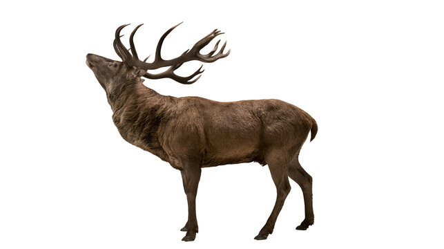 Majestic red deer stag with large antlers standing in profile