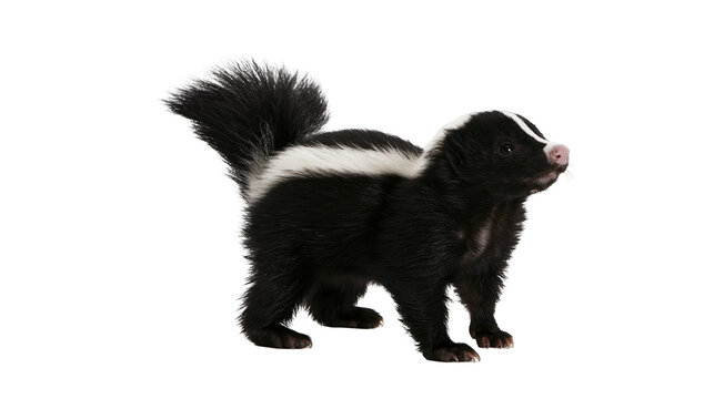Small striped skunk standing with fluffy tail and black and white fur