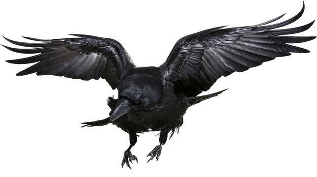 Large black raven flying with wings spread wide in mid-air
