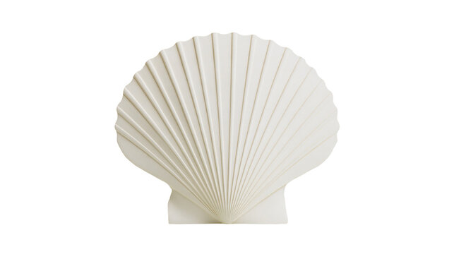 White scallop shell with symmetrical radial ridges and fan shape