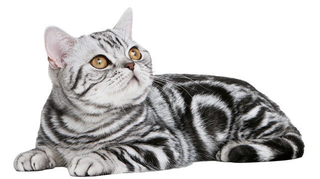 Silver tabby British Shorthair cat with black stripes and amber eyes lying down
