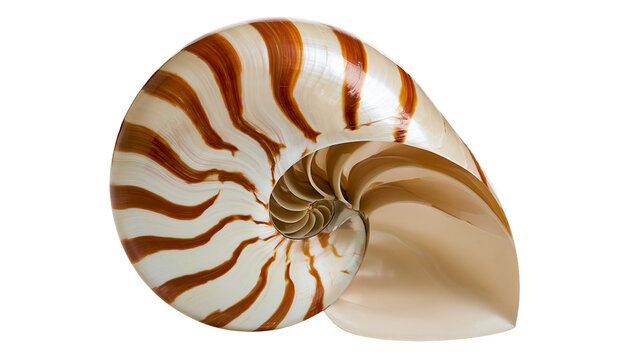 Polished chambered nautilus shell with brown and white spiral stripes