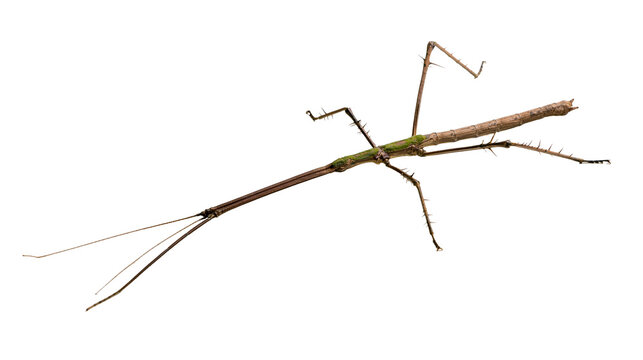 Brown stick insect with mossy texture and long thin legs