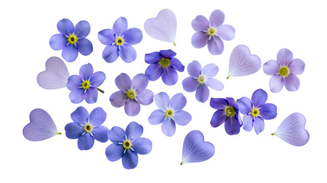 Blue forget-me-not flowers and heart shaped petals arranged in a collection