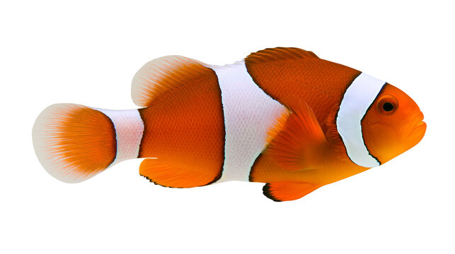 Bright orange clownfish with white vertical stripes and translucent fins
