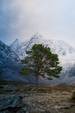 View of a solitary pine tree standing on a rocky terrain with the snow-capped peaks of Blavatnet in the background under a soft sky in Lyngen, Troms, Norway.