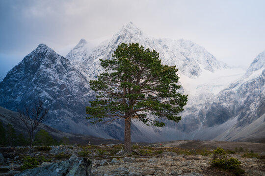 View of a lone pine tree in the rocky foreground with the snow-capped mountains of Blavatnet in the background, Lyngen, Troms, Norway.