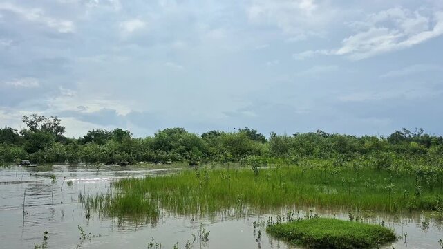 Mangrove forest of Sundarban, West Bengal.
