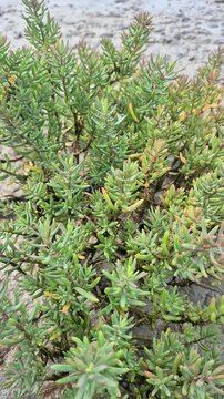 Closeup video of  Sea purslane.
