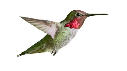 Anna s hummingbird in flight with iridescent green feathers and red throat patch © Fraser