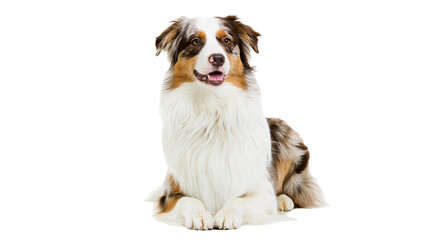 Australian Shepherd dog with brown and white fur sitting and looking forward © Fraser