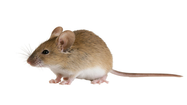 Small brown house mouse with white belly and long tail