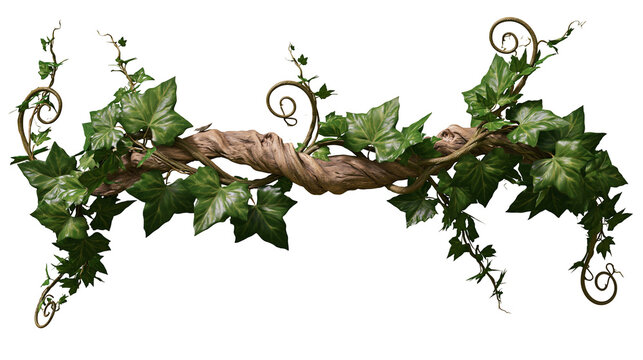 Twisted woody vine branch with lush green ivy leaves and curling tendrils