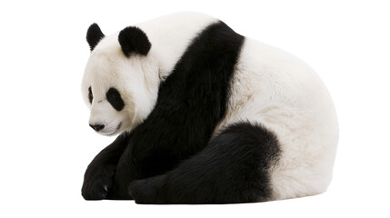 Giant panda bear sitting and looking down with black and white fur © Fraser
