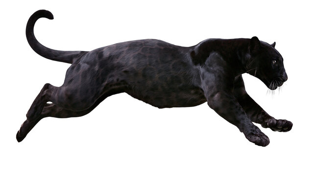 Powerful black panther leaping in mid-air with muscular body and dark fur