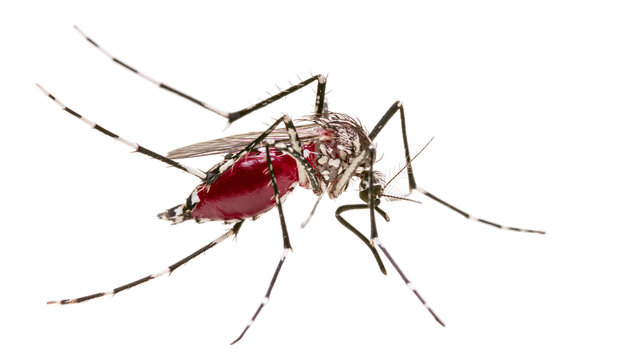 Aedes aegypti mosquito with blood-filled abdomen and striped legs