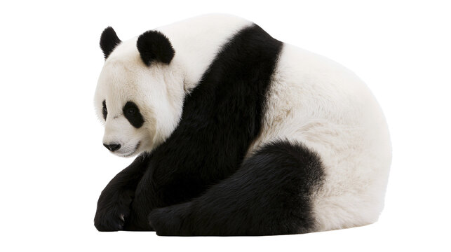 Giant panda bear sitting and looking down with black and white fur