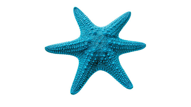 Vibrant blue starfish with textured bumpy surface and five pointed arms
