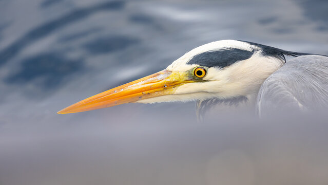 View of a grey heron with a sharp yellow beak and piercing eye, captured in close-up against a blurred water background in Stordal, More og Romsdal, Norway.