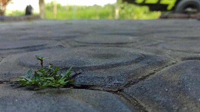 paving stones in the yard. 4k video